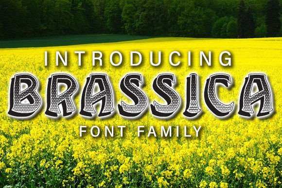 Brassica Font: Elevating Digital Brand Identity